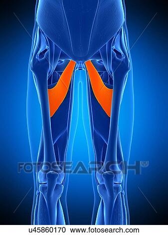 Leg muscles, illustration View Large Photo Image Stock Image - Leg muscles, illustration. Fotosearch