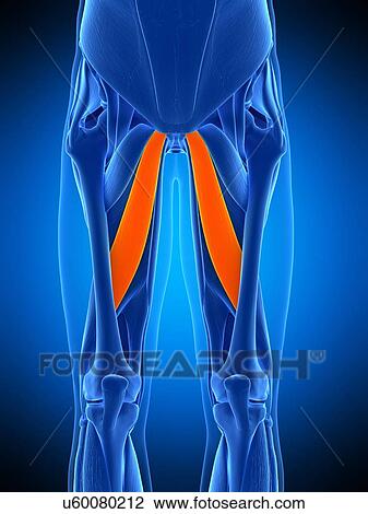 Leg muscles, illustration View Large Photo Image Stock Image - Leg muscles, illustration. Fotosearch