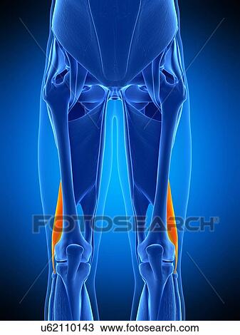 Stock Image - Leg muscles, illustration. Fotosearch