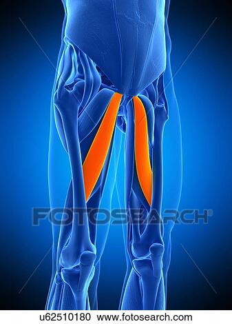 Leg muscles, illustration View Large Photo Image Stock Image - Leg muscles, illustration. Fotosearch