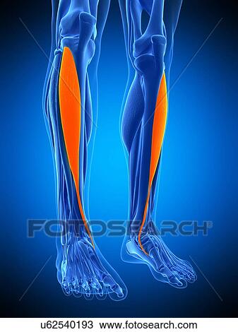 Stock Image - Leg muscles, illustration. Fotosearch