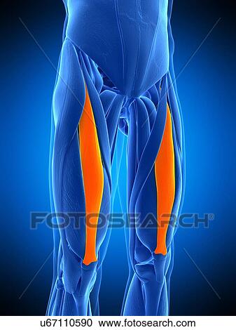 Leg muscles, illustration View Large Photo Image Stock Image - Leg muscles, illustration. Fotosearch