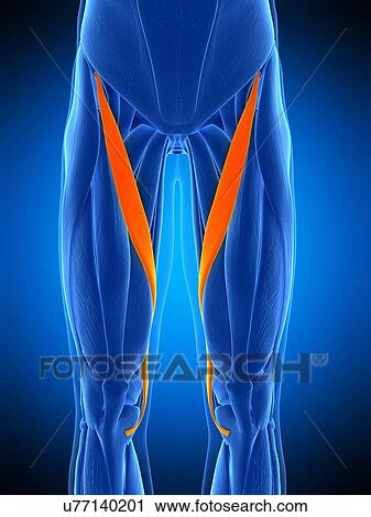 Leg muscles, illustration View Large Photo Image Stock Image - Leg muscles, illustration. Fotosearch