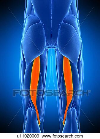 Leg muscles, illustration View Large Photo Image Stock Photo - Leg muscles, illustration. Fotosearch