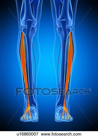 Leg muscles, illustration View Large Photo Image Stock Photo - Leg muscles, illustration. Fotosearch