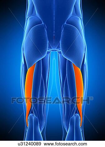 Leg muscles, illustration View Large Photo Image Stock Photo - Leg muscles, illustration. Fotosearch