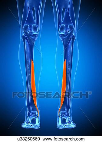 Leg muscles, illustration View Large Photo Image Stock Photo - Leg muscles, illustration. Fotosearch
