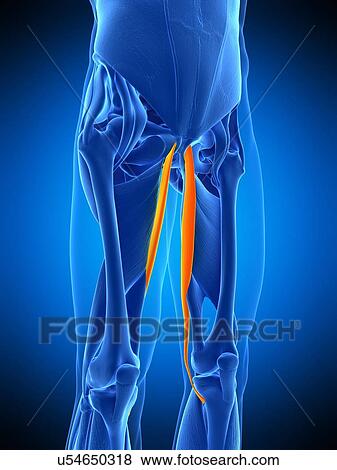 Leg muscles, illustration View Large Photo Image Stock Photo - Leg muscles, illustration. Fotosearch