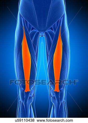 Stock Photo - Leg muscles, illustration. Fotosearch
