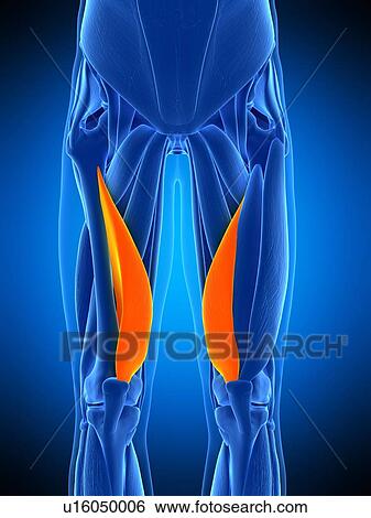 Leg muscles, illustration View Large Photo Image Stock Photograph - Leg muscles, illustration. Fotosearch