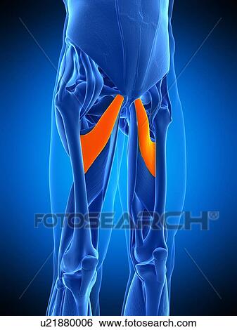Leg muscles, illustration View Large Photo Image Stock Photograph - Leg muscles, illustration. Fotosearch