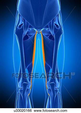 Leg muscles, illustration View Large Photo Image Stock Photograph - Leg muscles, illustration. Fotosearch
