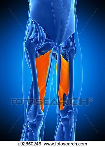 Stock Photograph - Leg muscles, illustration. Fotosearch