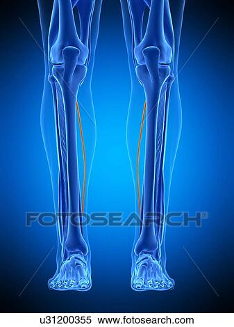 Leg muscles, illustration View Large Photo Image Stock Photography - Leg muscles, illustration. Fotosearch