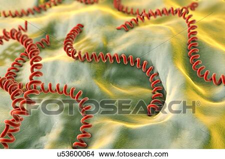 Picture - Leptospira bacteria, illustration. Fotosearch