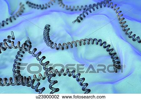 Leptospira bacteria, illustration View Large Photo Image Stock Image - Leptospira bacteria, illustration. Fotosearch