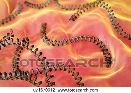 Leptospira bacteria, illustration View Large Photo Image Stock Image - Leptospira bacteria, illustration. Fotosearch