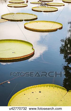 Lily pads on pond, Amlapura, Bali, Indonesia View Large Photo Image Stock Image - Lily pads on pond, Amlapura, Bali, Indonesia. Fotosearch