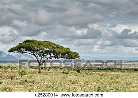 Lone tree on field, Tunisia View Large Photo Image Picture - Lone tree on field, Tunisia. Fotosearch