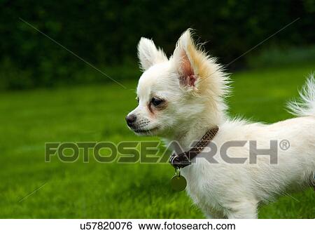 Long-haired Chihuahua standing on grass View Large Photo Image Stock Photograph - Long-haired Chihuahua standing on grass. Fotosearch
