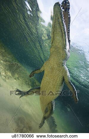Stock Photograph - Low angle view of American crocodile (crodoylus acutus) in the shallows of Chinchorro Atoll, Mexico. Fotosearch
