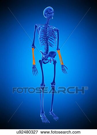Lower arm bones, illustration View Large Photo Image Stock Photo - Lower arm bones, illustration. Fotosearch