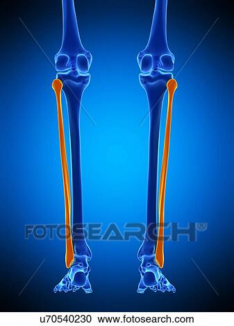 Stock Image - Lower leg bones, illustration. Fotosearch