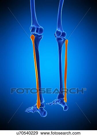 Stock Photo - Lower leg bones, illustration. Fotosearch