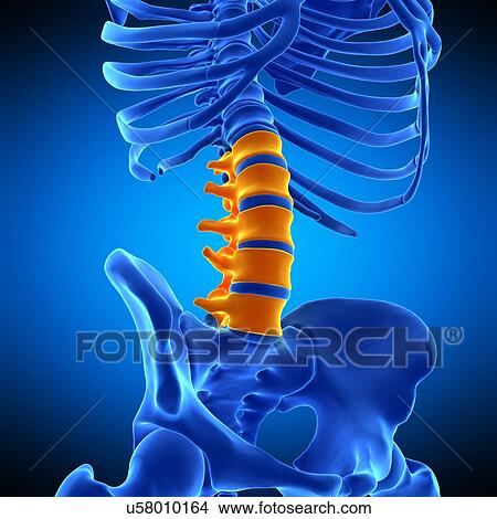 Picture - Lumbar spine, illustration. Fotosearch