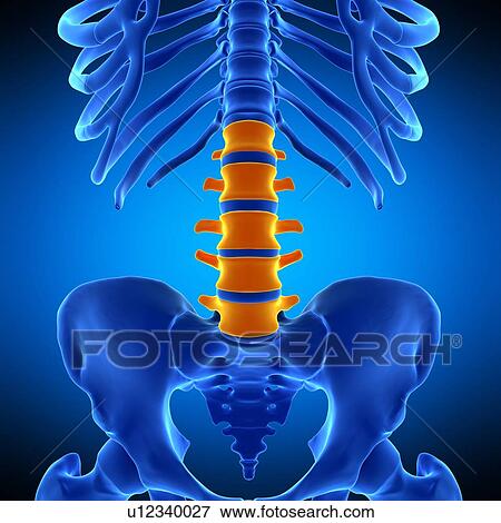 Lumbar spine, illustration View Large Photo Image Stock Photo - Lumbar spine, illustration. Fotosearch
