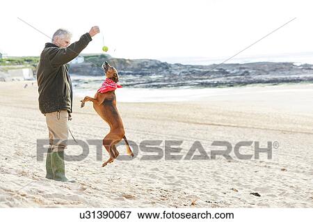 Stock Photo - Man and dog on beach, Constantine Bay, Cornwall, UK. Fotosearch