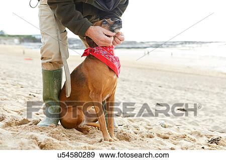 Stock Photo - Man and dog on beach, Constantine Bay, Cornwall, UK. Fotosearch