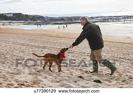 Stock Photo - Man and dog on beach, Constantine Bay, Cornwall, UK. Fotosearch