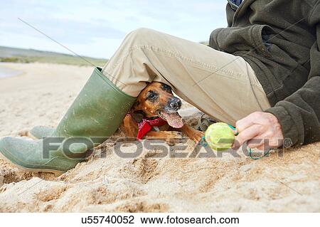 Stock Image - Man and pet dog sitting on beach, Constantine Bay, Cornwall, UK. Fotosearch