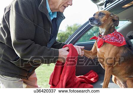 Stock Photo - Man cleaning dog's paws with towel. Fotosearch
