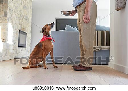 Man feeding dog View Large Photo Image Stock Image - Man feeding dog. Fotosearch