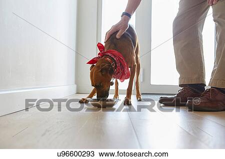 Man feeding dog View Large Photo Image Stock Image - Man feeding dog. Fotosearch