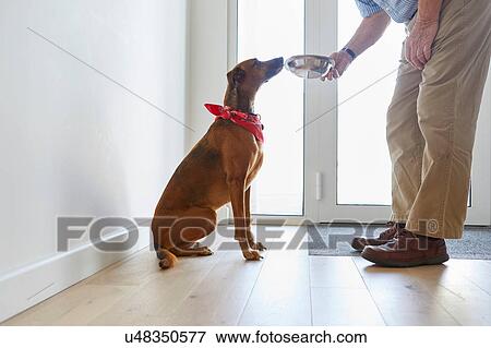 Man feeding dog View Large Photo Image Stock Photo - Man feeding dog. Fotosearch