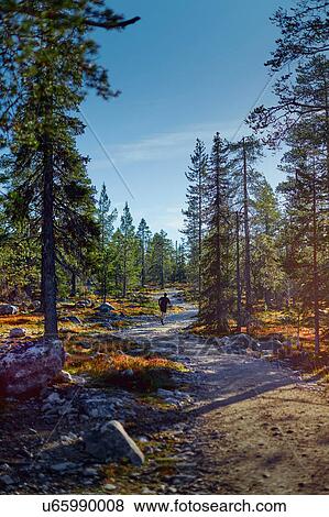 Stock Photo - Man running in forest, Sarkitunturi, Lapland, Finland. Fotosearch