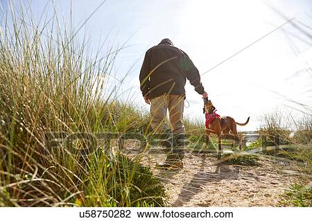 Man walking pet dog on sand dunes, Constantine Bay, Cornwall, UK View Large Photo Image Stock Image - Man walking pet dog on sand dunes, Constantine Bay, Cornwall, UK. Fotosearch