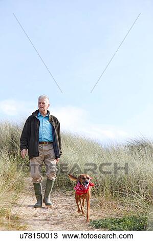 Stock Image - Man walking pet dog on sand dunes, Constantine Bay, Cornwall, UK. Fotosearch