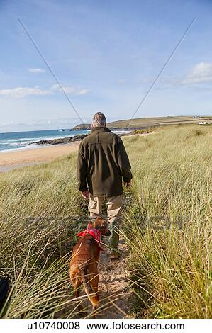 Man walking pet dog on sand dunes, Constantine Bay, Cornwall, UK View Large Photo Image Stock Photo - Man walking pet dog on sand dunes, Constantine Bay, Cornwall, UK. Fotosearch