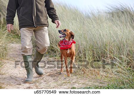 Man walking pet dog on sand dunes, Constantine Bay, Cornwall, UK View Large Photo Image Stock Photo - Man walking pet dog on sand dunes, Constantine Bay, Cornwall, UK. Fotosearch