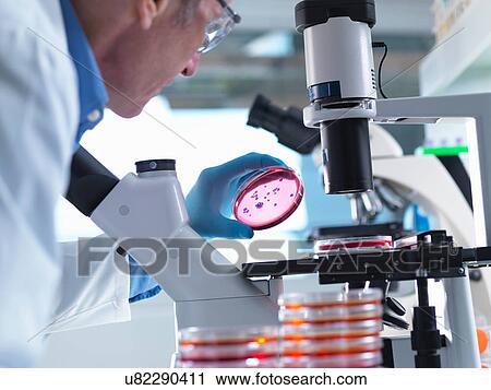 Stock Image - Microbiology, Scientist using an inverted light microscope to view culture growth in petri dishes during an experiment in a laboratory. Fotosearch