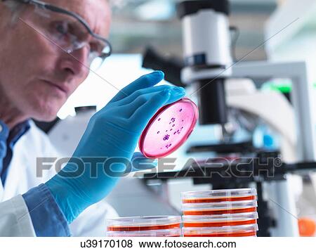 Stock Photo - Microbiology, Scientist using an inverted light microscope to view culture growth in petri dishes during an experiment in a laboratory. Fotosearch