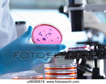 Stock Photo - Microbiology, Scientist using an inverted light microscope to view culture growth in petri dishes during a experiment in a laboratory. Fotosearch