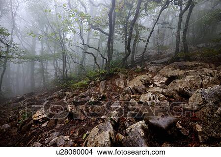 Misty forest and rocks, Crimea, Ukraine View Large Photo Image Picture - Misty forest and rocks, Crimea, Ukraine. Fotosearch