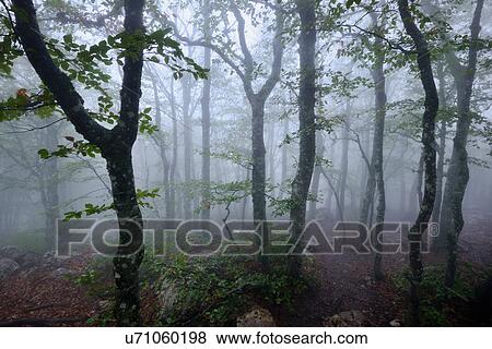 Misty forest, Crimea, Ukraine View Large Photo Image Stock Photo - Misty forest, Crimea, Ukraine. Fotosearch