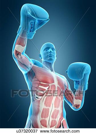 Muscular structure of a boxer, illustration View Large Photo Image Stock Photo - Muscular structure of a boxer, illustration. Fotosearch
