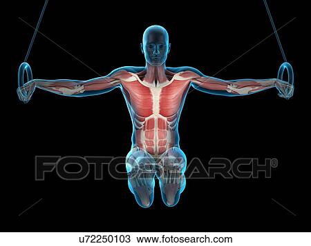 Muscular structure of athlete, illustration View Large Photo Image Stock Image - Muscular structure of athlete, illustration. Fotosearch
